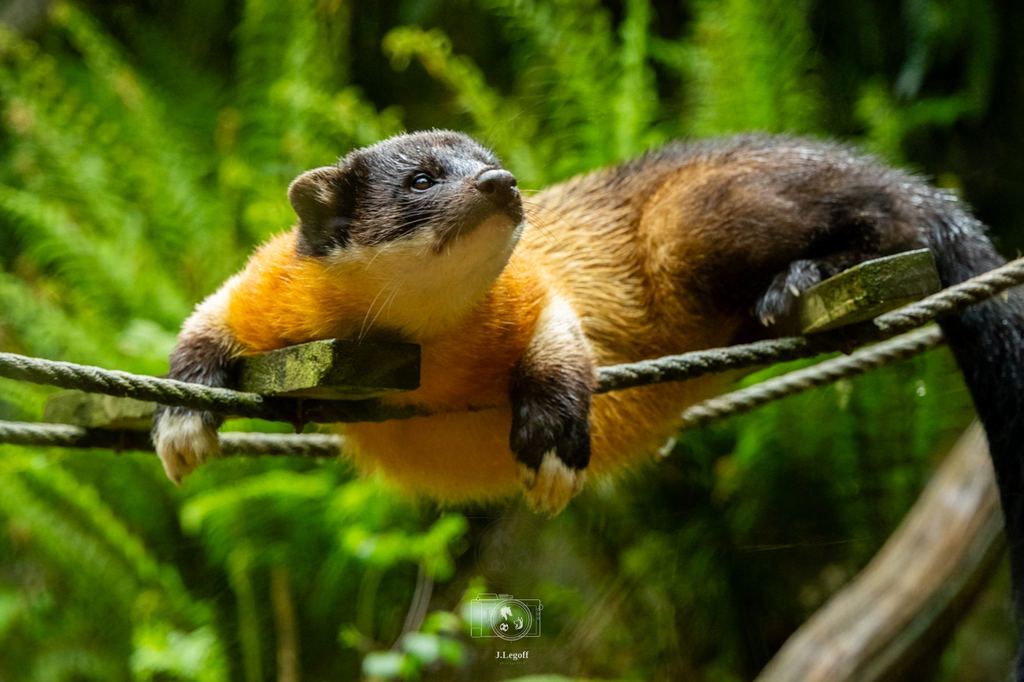 Parc zoologique de Trégomeur